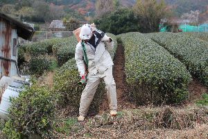 肥料まきの画像